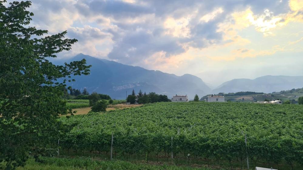 Appartamenti Moderni, Luminosi E Tranquilli Con Parcheggio Privato - Agritur La Tenuta Trento Eksteriør bilde