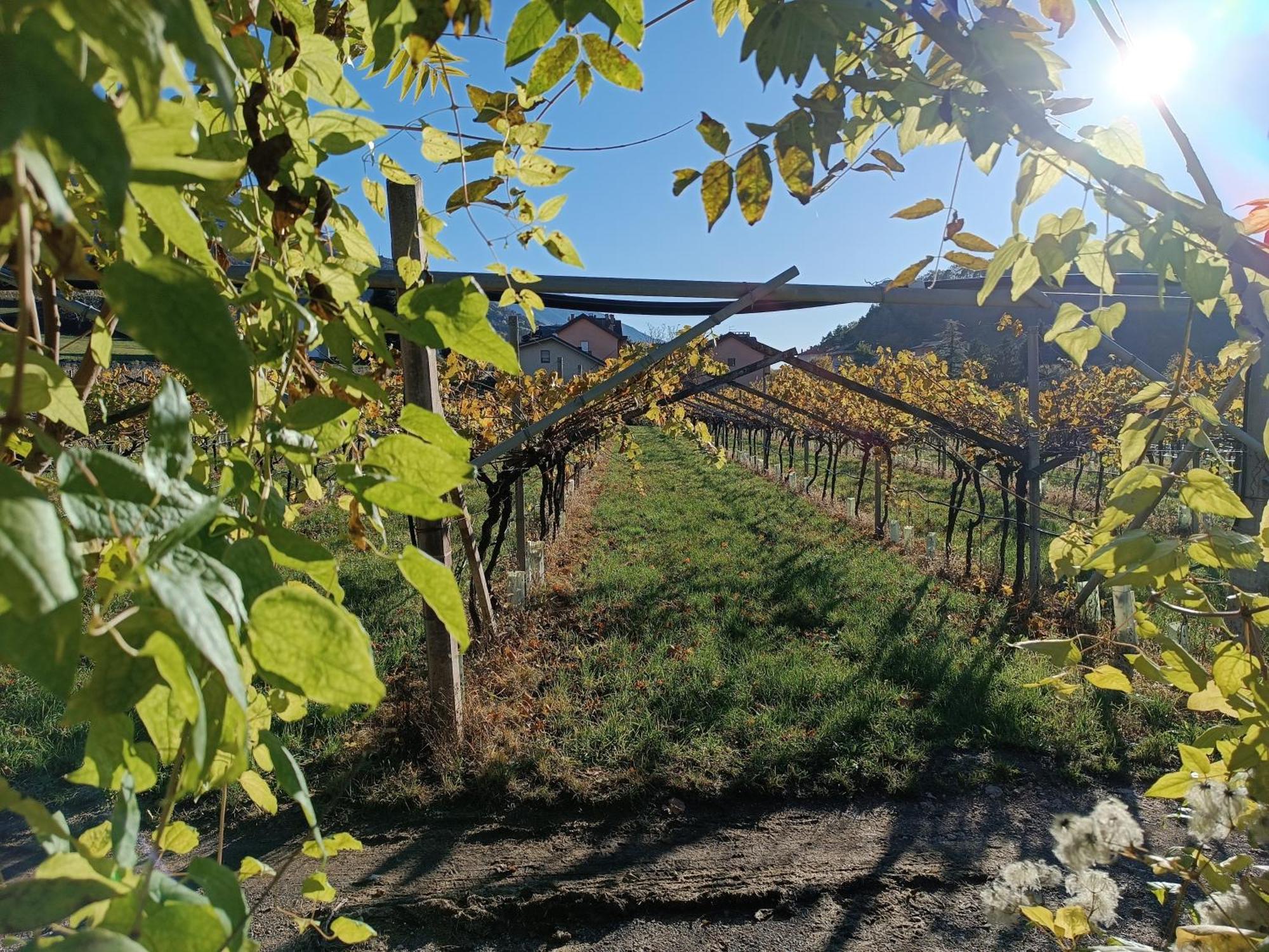 Appartamenti Moderni, Luminosi E Tranquilli Con Parcheggio Privato - Agritur La Tenuta Trento Eksteriør bilde