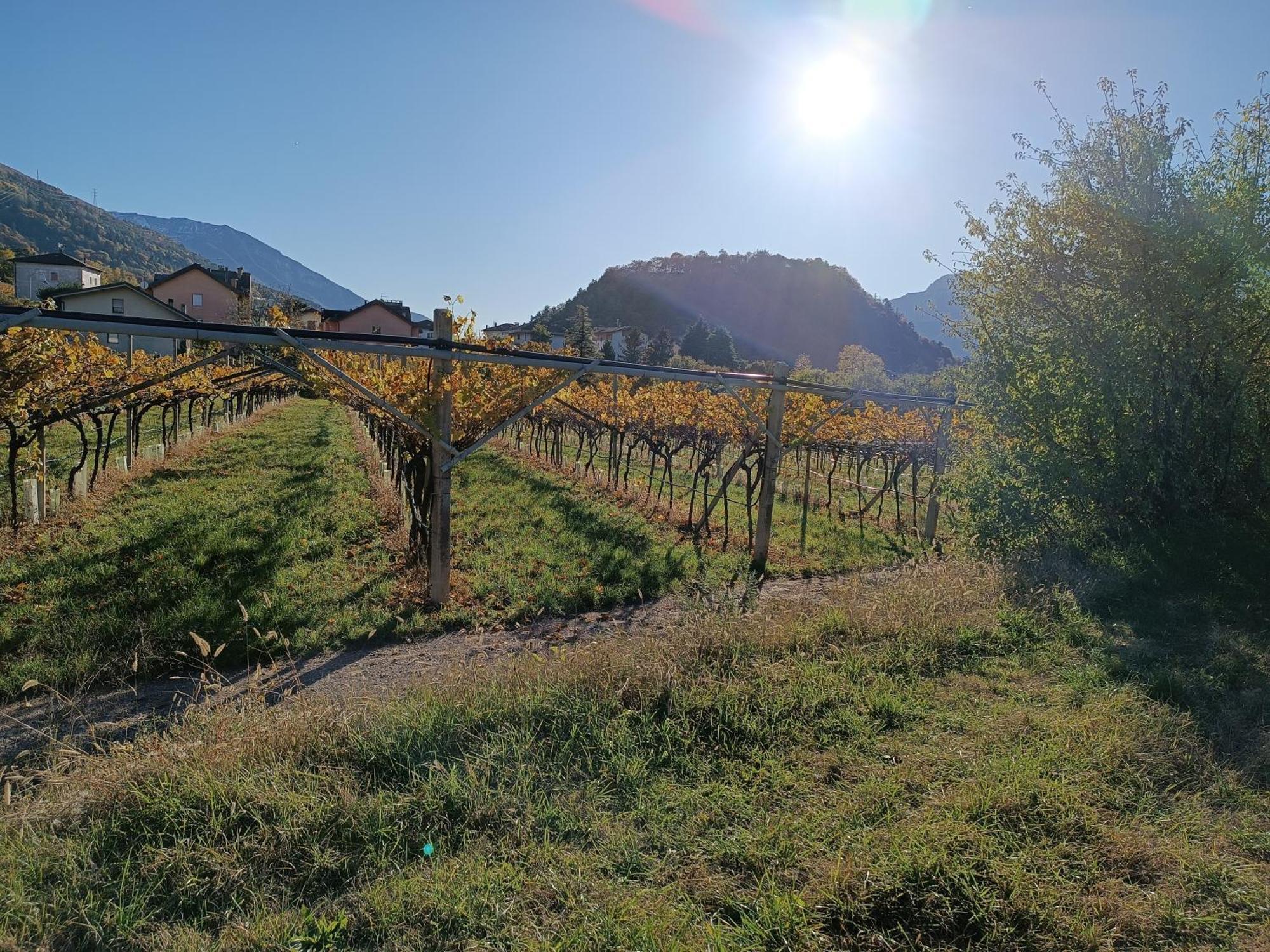 Appartamenti Moderni, Luminosi E Tranquilli Con Parcheggio Privato - Agritur La Tenuta Trento Eksteriør bilde